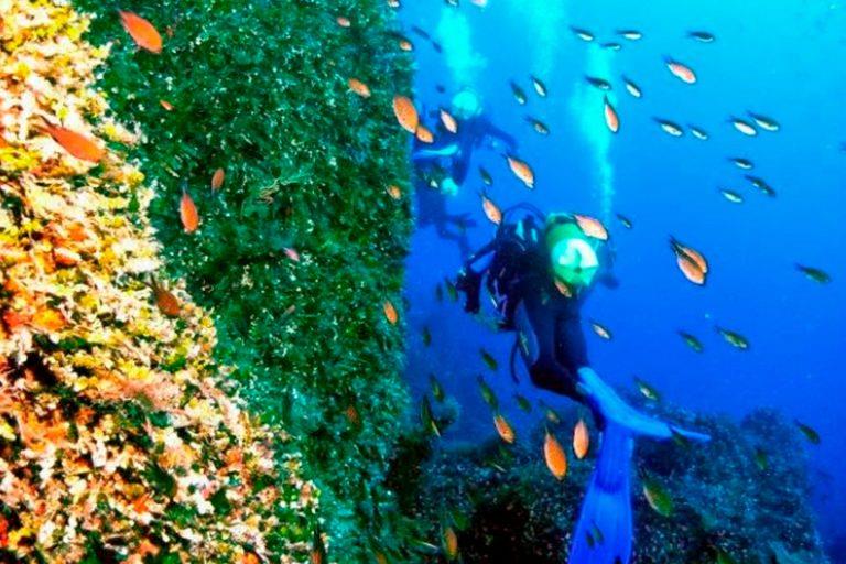 Diving 768x512