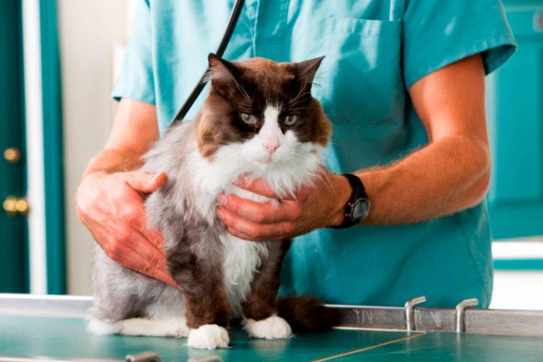 Veterinaio 768x512