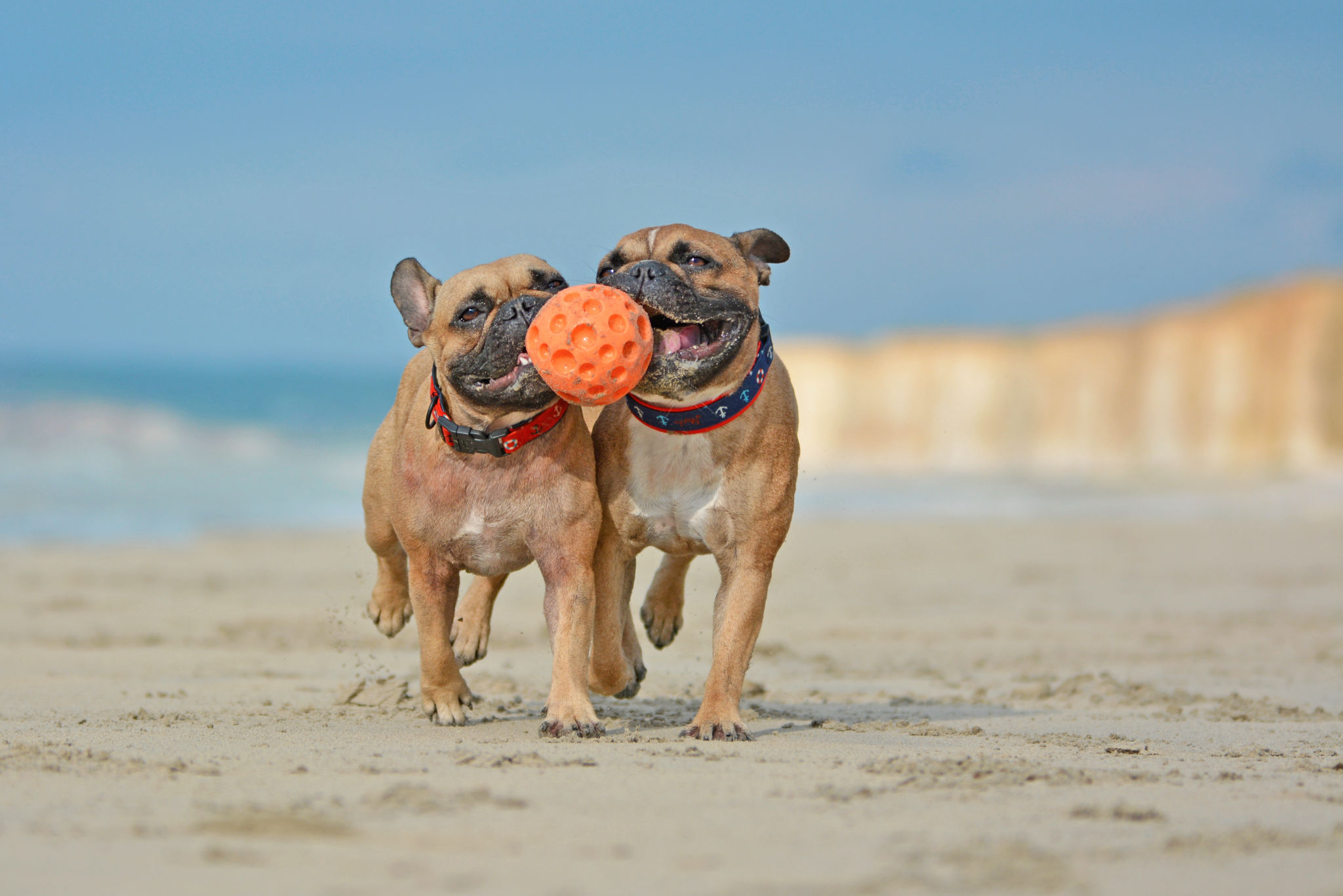 dog photography